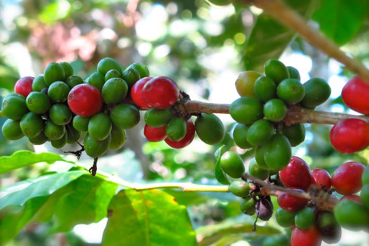 Coffee Tour image