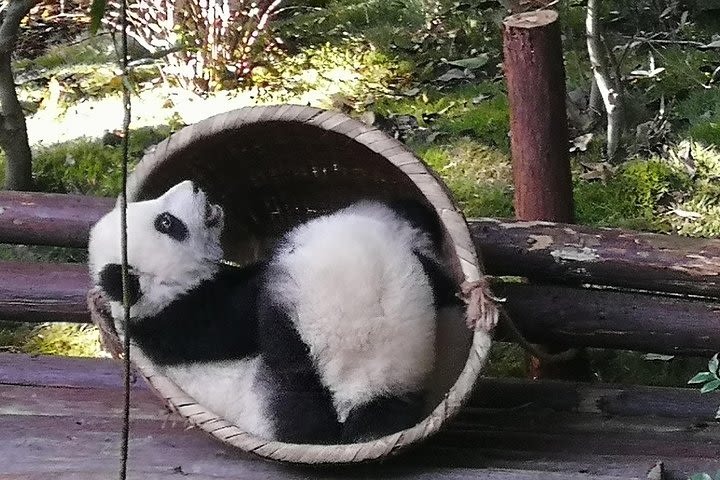 3 Days Chengdu Panda base and Leshan Buddha Visit with Cooking Class  image