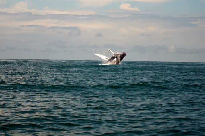 Cali Whale Watching - Live and Enjoy the Colombian Pacific Coast image