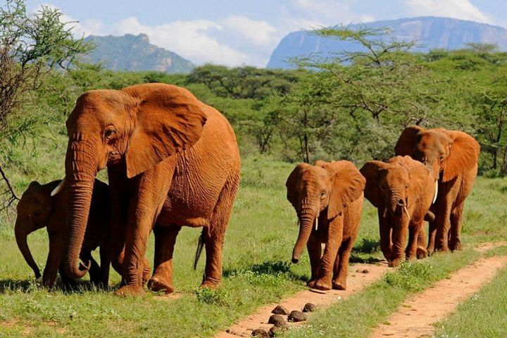 Private 6 Day Camping Tour Amboseli, Lake Nakuru, and Masai Mara Wildlife Safari image