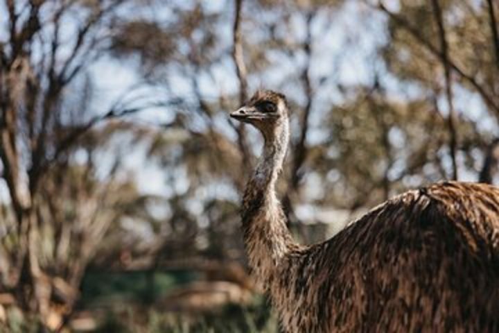 Wave Rock, York, Wildflowers, and Aboriginal Cultural Day Tour from Perth image