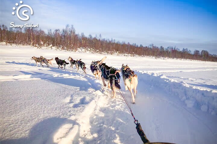 Husky Kennel Visit & 2km Sled Ride image