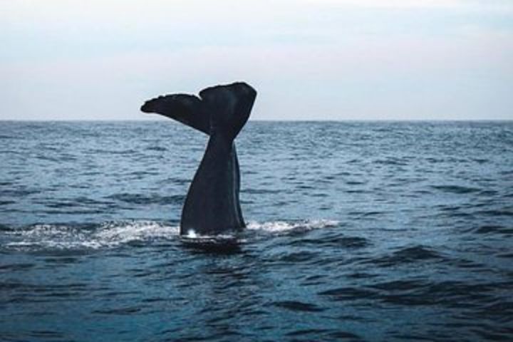 Kaikoura Day Tour with Whale Watching image