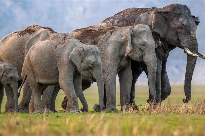 Rajaji National Park - Jeep Safari in Rishikesh  image