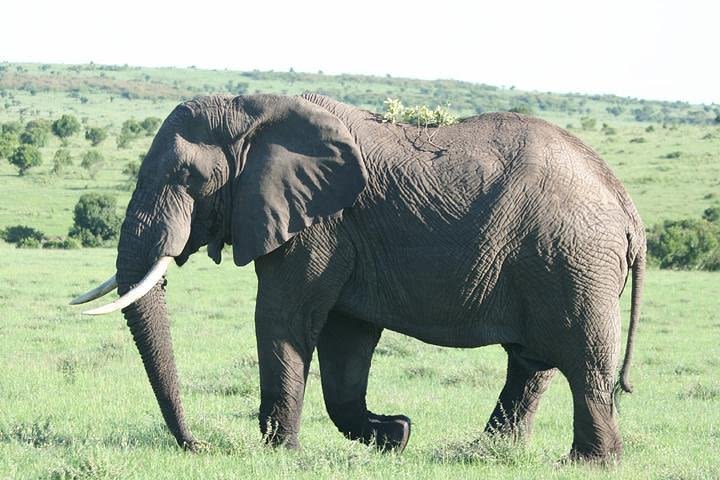 2 Nights Maasai Mara Safari image