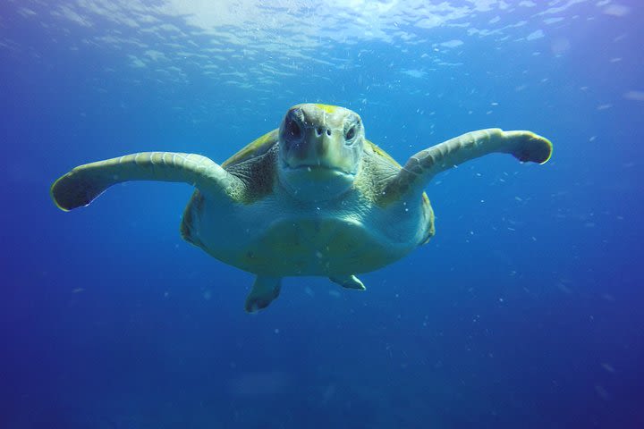 Scuba Diving for Certified Divers in Costa Adeje image