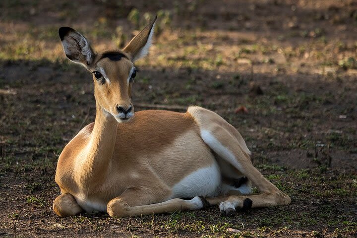 2 Days lake mburo safaris image