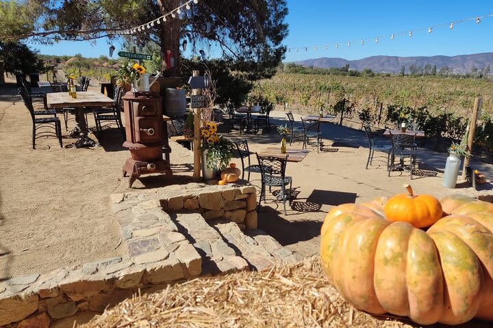 Valle De Guadalupe Wine and Food Tour From San Diego  image