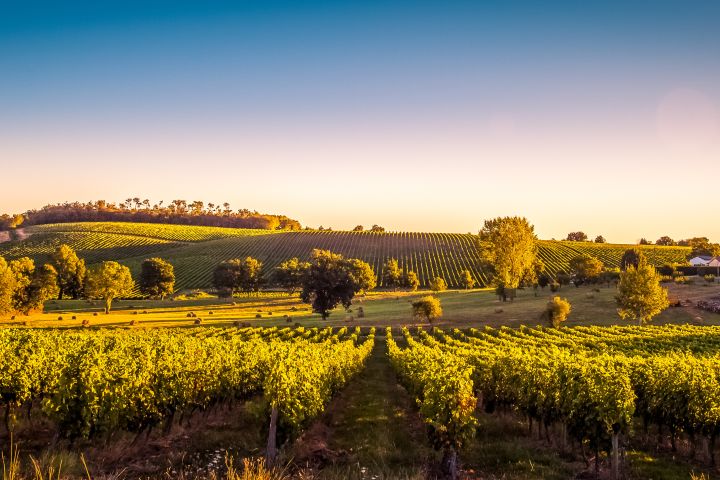 Medoc & Saint Emilion Wine FD Trip From Bordeaux private image