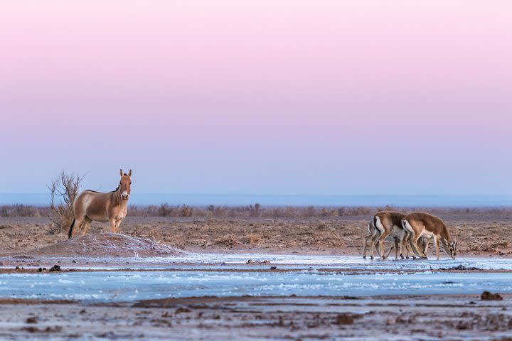 A Day Khustai National Park image