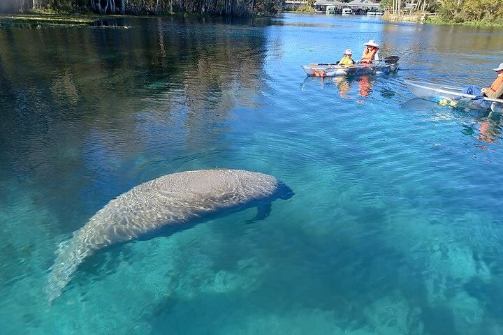 Manatee and Monkeys Clear Kayak or Clear Paddleboard Adventure image