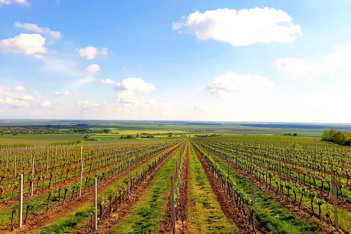 Golden Slavonia and Baranja Gourmet Tour - 6 days - Small/Private Group image