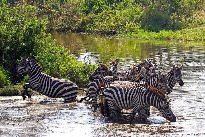 Tanzania Incredible Simba Safari - 5 Days image