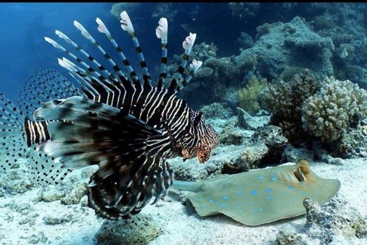 PADI or SSI Diving ( For certified Divers ) 1 Tank, Mahahual, Costa Maya image