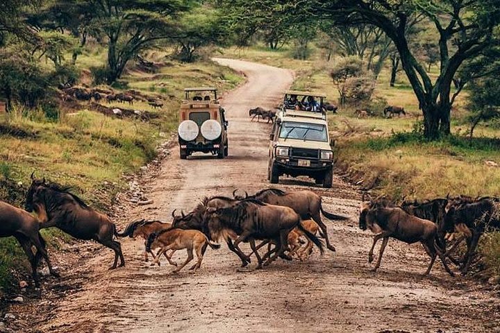 MANYARA & TARANGIRE - 4 Days image