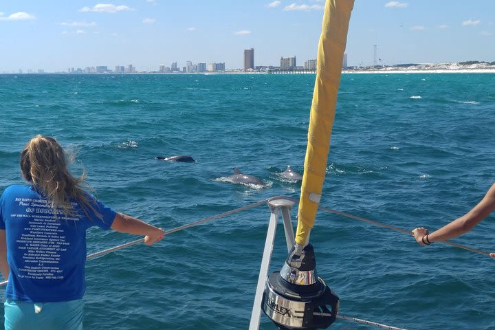 Dolphin Sightseeing Tour on The Footloose Catamaran from Panama City Beach image