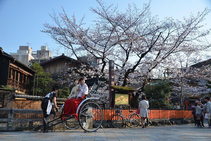 Kyoto Cherry Blossom Tour with a Local: 100% Personalized & Private image