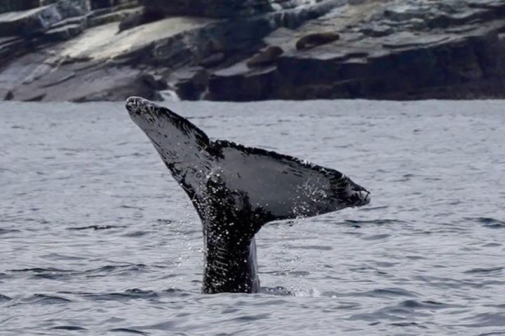 Tour de ballenas - Chañaral de Aceituno Full Day image