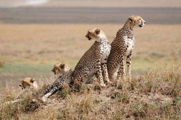 Five days Serengeti big cats safaris image
