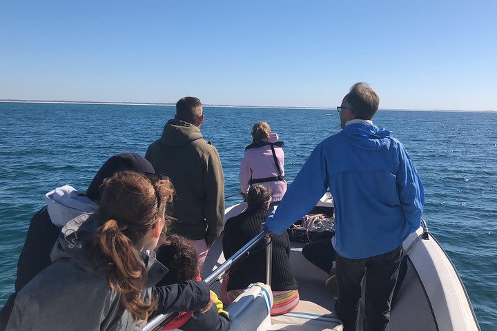 Dolphin watching in Sesimbra image