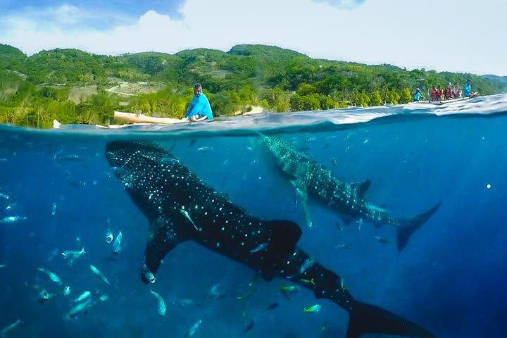 Canyoneering with Whale Shark Encounter image