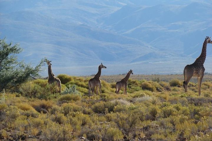 Overnight Safari from Cape Town - WINTER SPECIAL SAVE 10% for Bookings in June image