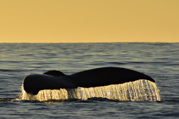 Sunset Whale Cruise in Cabo San Lucas image