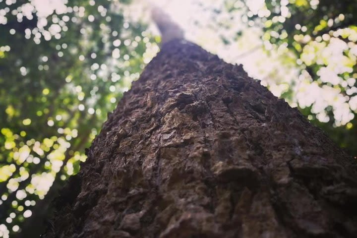 [Prachuap Khiri Khan] Kuiburi Wildlife Explore image