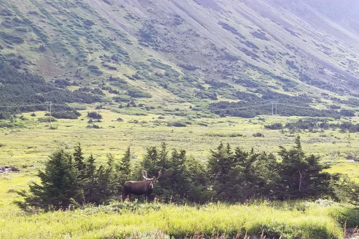 Chugach Mountain Bike Tour image