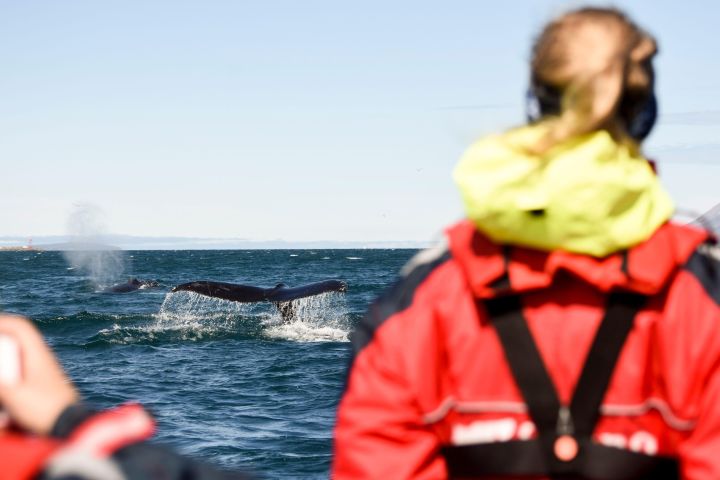 Akureyri Express Whale Watching by RIB Boat image