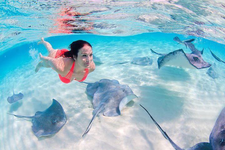 Sharks & Stingrays Encounter and Speed Boat Ride from Punta Cana image