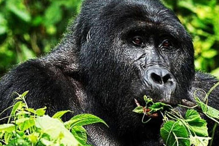 3 days Gorilla Trekking Bwindi  image