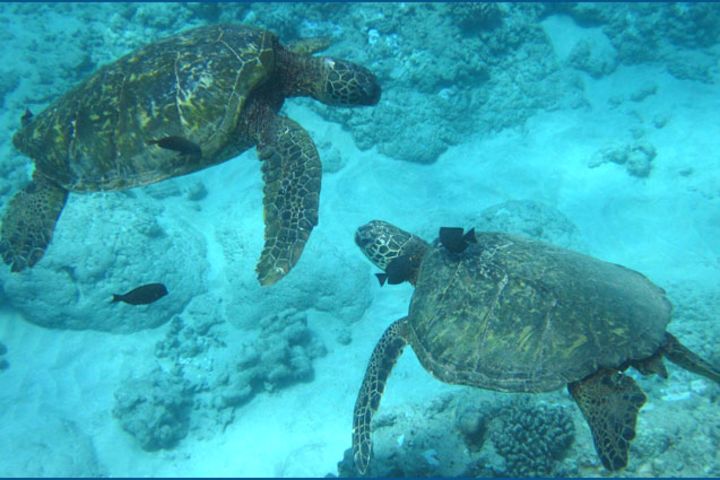 Morning Turtle Snorkel from Waikiki image