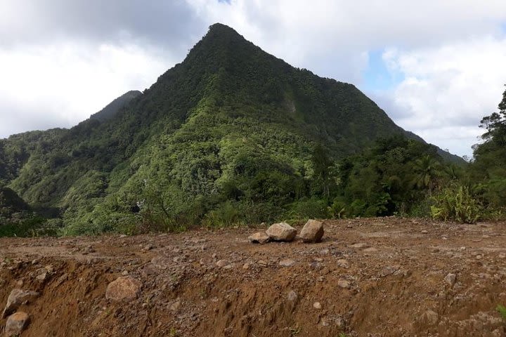 Rain Forest Jungle tour image