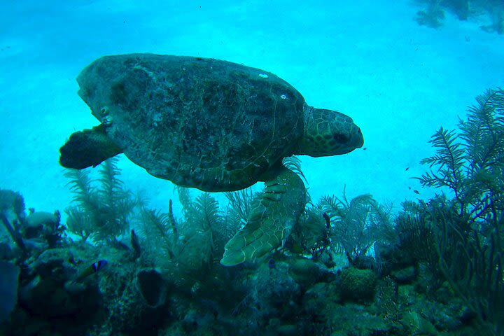 1 Tank Dive for certified divers image