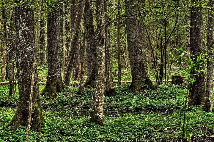 Bialowieza National Park Small Group Tour from Warsaw with Lunch included image