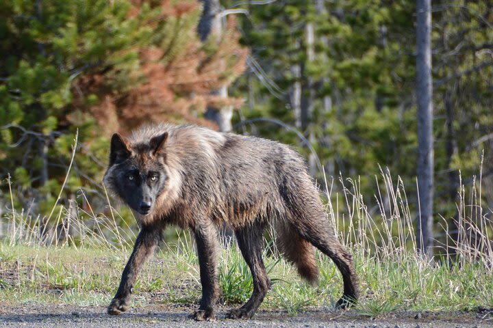 Grand Loop Yellowstone Wildlife and Photo Tour image