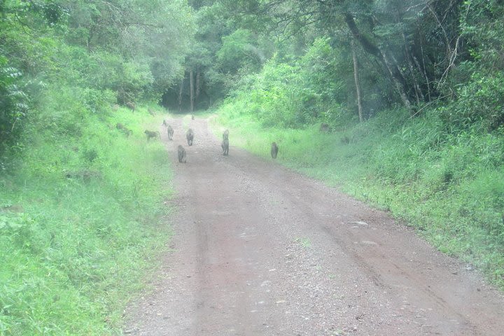 Day Tour Safari Arusha National Park image