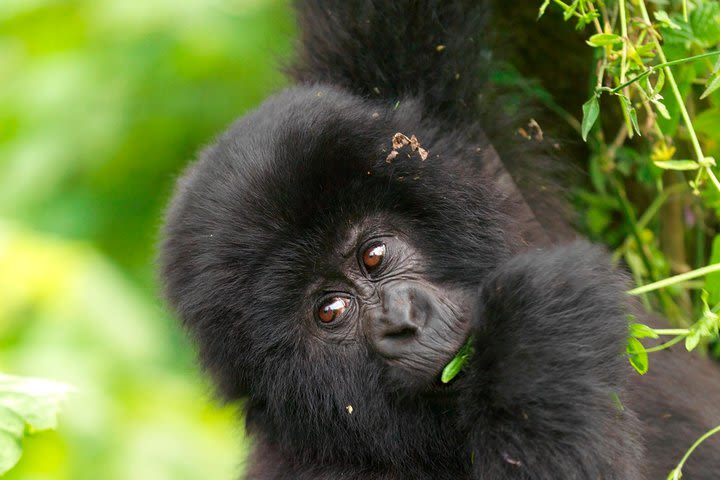 2 Day Gorilla Trekking  image