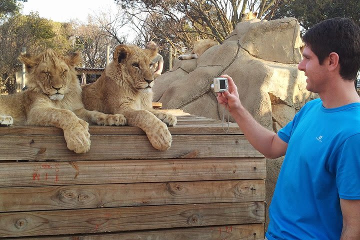 Half Day Lion Park tour image