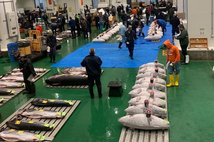 Tuna Auction & Tokyo's Fish Market Walk Tour in Toyosu & Tsukiji image