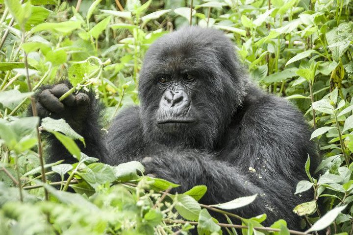 5 days gorillas and chimpanzee tracking image