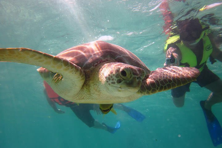 Swim with sea turtles image