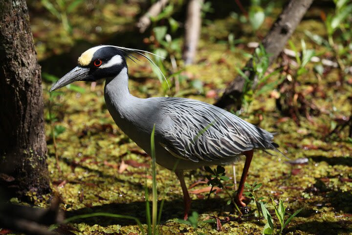 Small-Group Guided Kayak Swamp Tour in Louisiana image