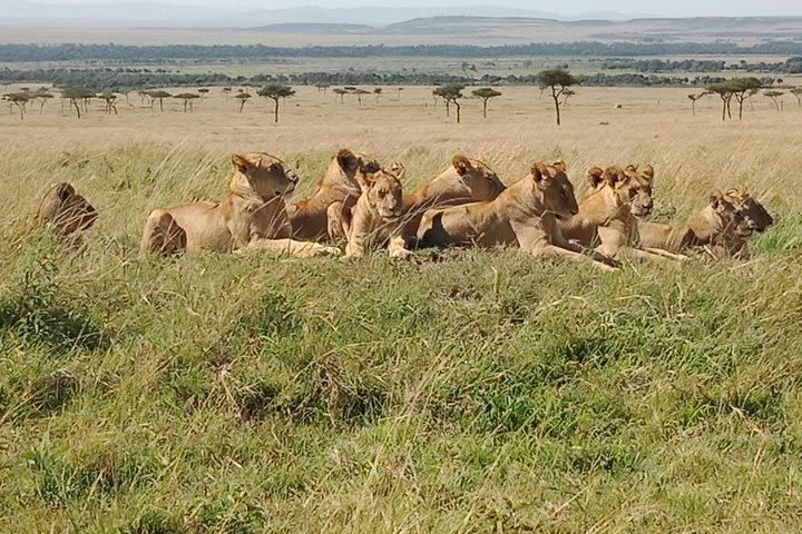 Nairobi National Park Trip image