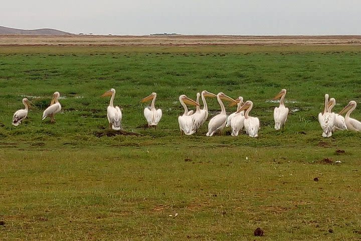 7 days maasai mara - Lake Nakuru - Lake Naivasha - Amboseli safari image