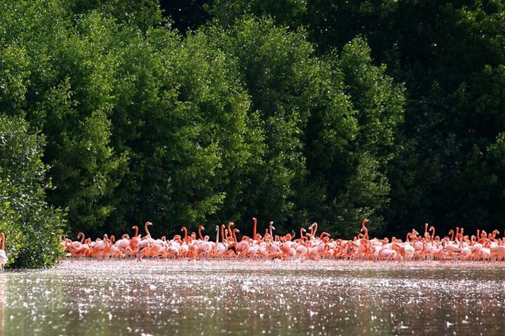 Flamingo Watching in Celestun Private Tour from Merida image