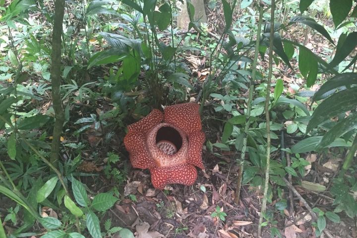 Kinabalu Park and Poring Hot Spring image