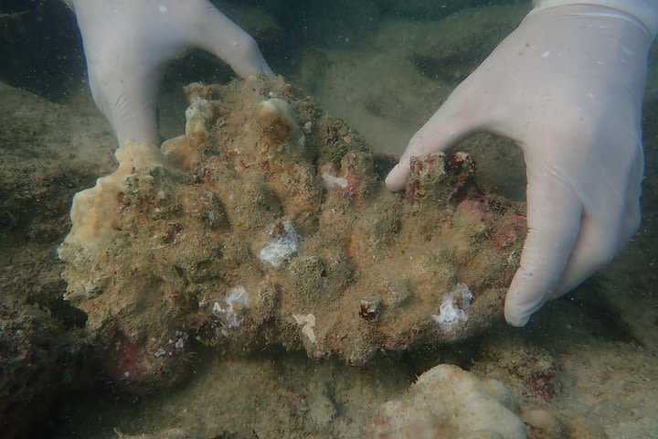 Coral propagation Course Koh Kood / Ocean Quest Sea Shepherd image