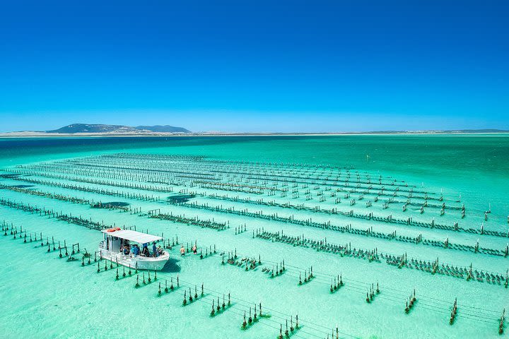 Experience Coffin Bay Short and Sweet Oyster Farm Tour image